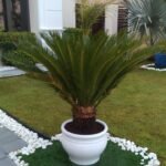 Sago Palm XL In Ceramic