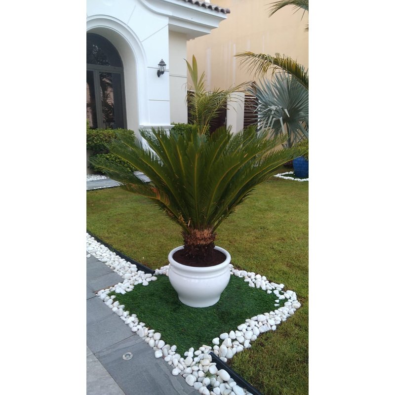 IMG-20220528-WA0059.jpg Sago Palm XL In Ceramic - Image 1