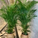 Areca Medium Bundle in basket - Image 2