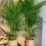 Areca Medium Bundle in basket