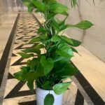 Money plant