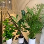 Office Plants Bundle 3 Plants WOW
