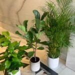 Office Plants Bundle 3 Plants WOW - Image 2