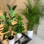 Office Plants Bundle 3 Plants WOW - Image 3