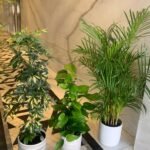 House Plants Hard to Kill Bundle 3pc - Image 2