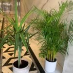 Indoor Plants Budget Combo 2plants