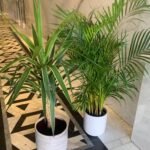 Indoor Plants Budget Combo 2plants - Image 2