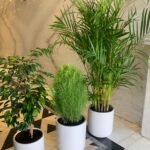 Indoor Plants budget Combo 3 plants