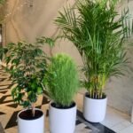 Indoor Plants budget Combo 3 plants - Image 2