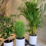 Indoor Plants budget Combo 3 plants - Image 3