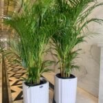 Office Plants Areca Medium Bundle (2pc) on Square White