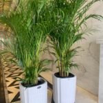 Office Plants Areca Medium Bundle (2pc) on Square White - Image 2