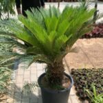 Sago Palm Large in Nursery Pot