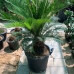 Sago Palm Large in Nursery Pot - Image 2