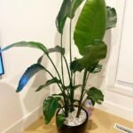 Bird of Paradise in Black pot PROMO