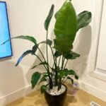 Bird of Paradise in Black pot PROMO - Image 2