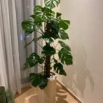 Office Plant Big Monstera XXL