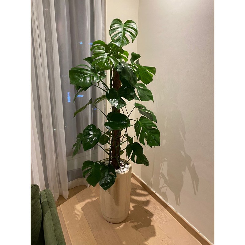 IMG-20220608-WA0024_2.jpg Office Plant Big Monstera XXL - Image 1