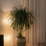 Yucca Big each - Image 3