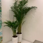 Office Plant Areca bundle in white gold - Image 2