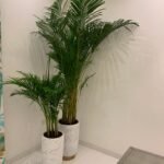 Office Plant Areca bundle in white gold - Image 3