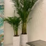 Office Plant Areca bundle in white gold - Image 5