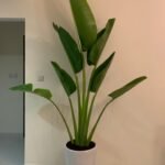Office Plant Travellers Palm Big 3m - Image 2