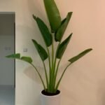 Office Plant Travellers Palm Big 3m - Image 3