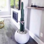 Premium Cactus XL Holland - Image 4