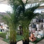 Areca Big Each in nursery pot
