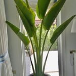 XXL Ravenela (5star Hotel Quality)