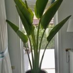 XXL Ravenela (5star Hotel Quality) - Image 2