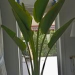 XXL Ravenela (5star Hotel Quality) - Image 3