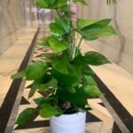 Money plant - Image 2