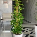 Money Plant Big