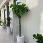 Office Plant Money Tree 160cm Single Stem - Image 2
