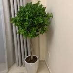 Twisted Ficus