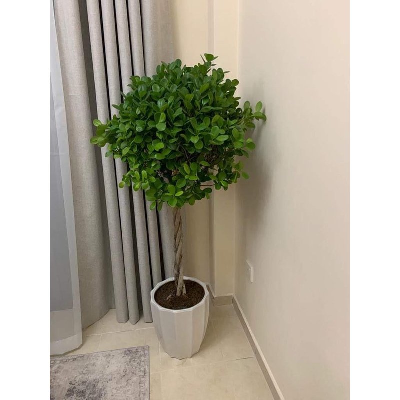 IMG-20220614-WA0210.jpg Twisted Ficus - Image 1