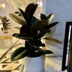table plant - Image 2