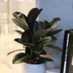 table plant
