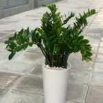 Office Plant Zizi Plant Big