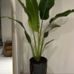 Travellers Palm Medium in black