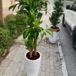 Fortune plant Big - Image 3