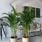 Clearance Sale Areca Bundle Plants 130-140cm - Image 5