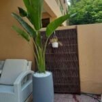 Travellers Palm  XXL