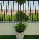 Triple Head Ficus