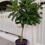Frangipani XXL outdoor