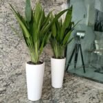 Office Plant Aspiradas each