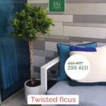 Twisted Ficus