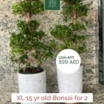 Bonsai large 15 to 20 yr old bundle